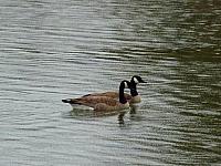 FAUNE 4 (37).JPG